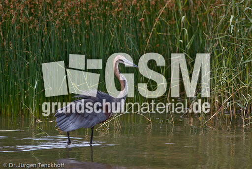 Purpurreiher (8 von 12).jpg